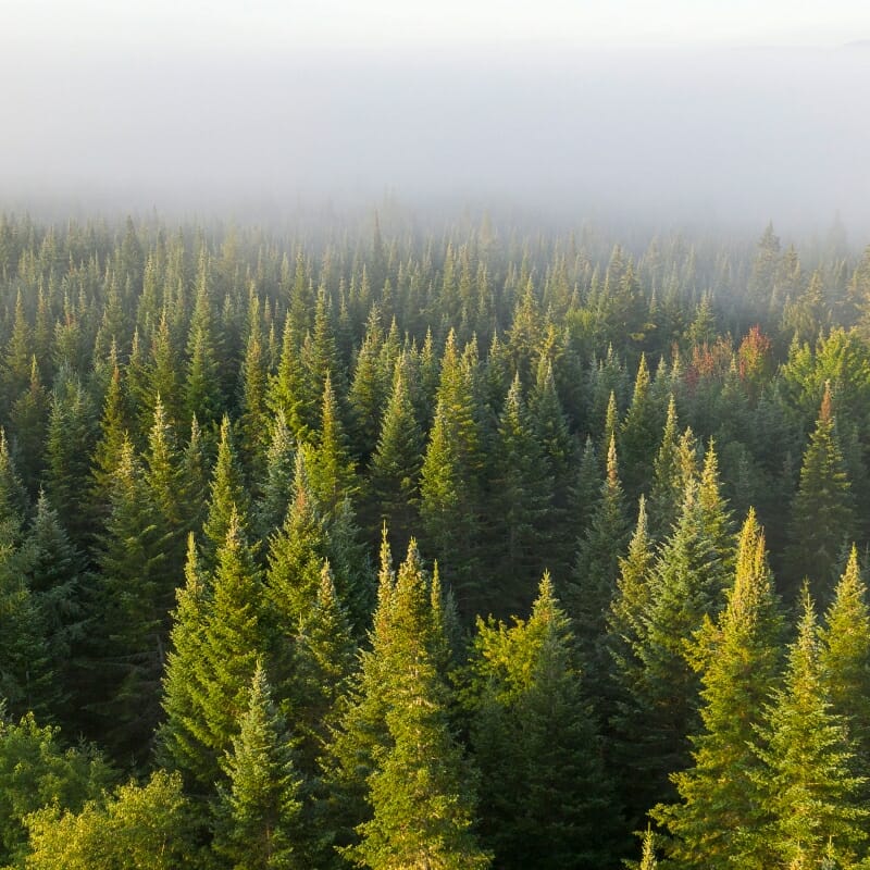 Landscape of low hanging clouds over the tops of trees